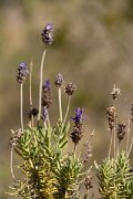 DPPhotography - Mallorca - Lavandula dentata - B