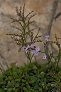 DPPhotography - Mallorca - Limonium minutum - B