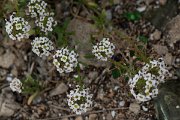 DPPhotography - Mallorca - Lobularia maritima - A