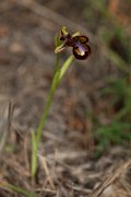 DPPhotography - Mallorca - Ophrys speculum - B