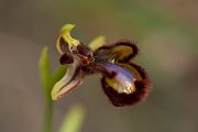 DPPhotography - Mallorca - Ophrys speculum - C