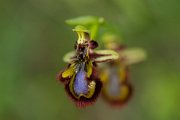 DPPhotography - Mallorca - Ophrys speculum - E