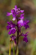 DPPhotography - Mallorca - Orchis robusta - A