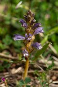 DPPhotography - Mallorca - Orobanche mutelii - A