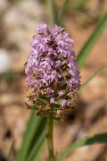 DPPhotography - Mallorca - Pyramidal orchid, Anacamptis pyramidalis - A
