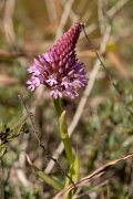 DPPhotography - Mallorca - Pyramidal orchid, Anacamptis pyramidalis - B