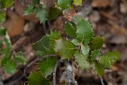 DPPhotography - Mallorca - Quercus coccifera - A