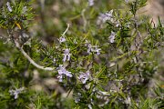 DPPhotography - Mallorca - Rosemary, Rosmarinus officinalis - A