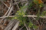 DPPhotography - Mallorca - Rubia peregrina longifolia - A