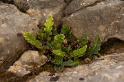 DPPhotography - Mallorca - Rustyback, Asplenium ceterach - A