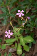 DPPhotography - Mallorca - Silene pseudoatocion - B