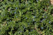 DPPhotography - Mallorca - Small-flowered bugloss, Echium parviflorum - A