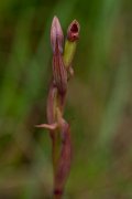 DPPhotography - Mallorca - Small-flowered tongue-orchid, Serapias parviflora - A