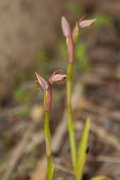 DPPhotography - Mallorca - Small-flowered tongue-orchid, Serapias parviflora - B
