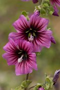 DPPhotography - Mallorca - Tree mallow, Lavatera arborea - A