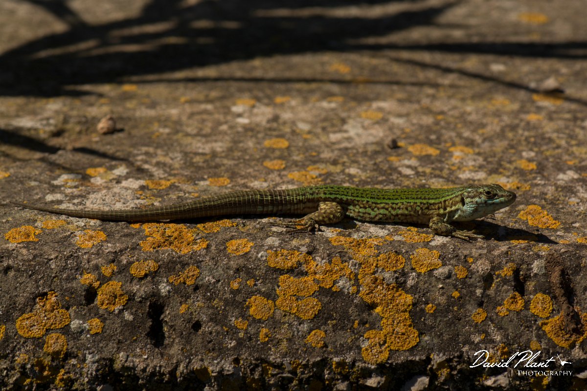 DPPhotography - Mallorca - Ibiza wall lizard - C.jpg - Ibiza wall lizard - Palma Cathedral, Mallorca