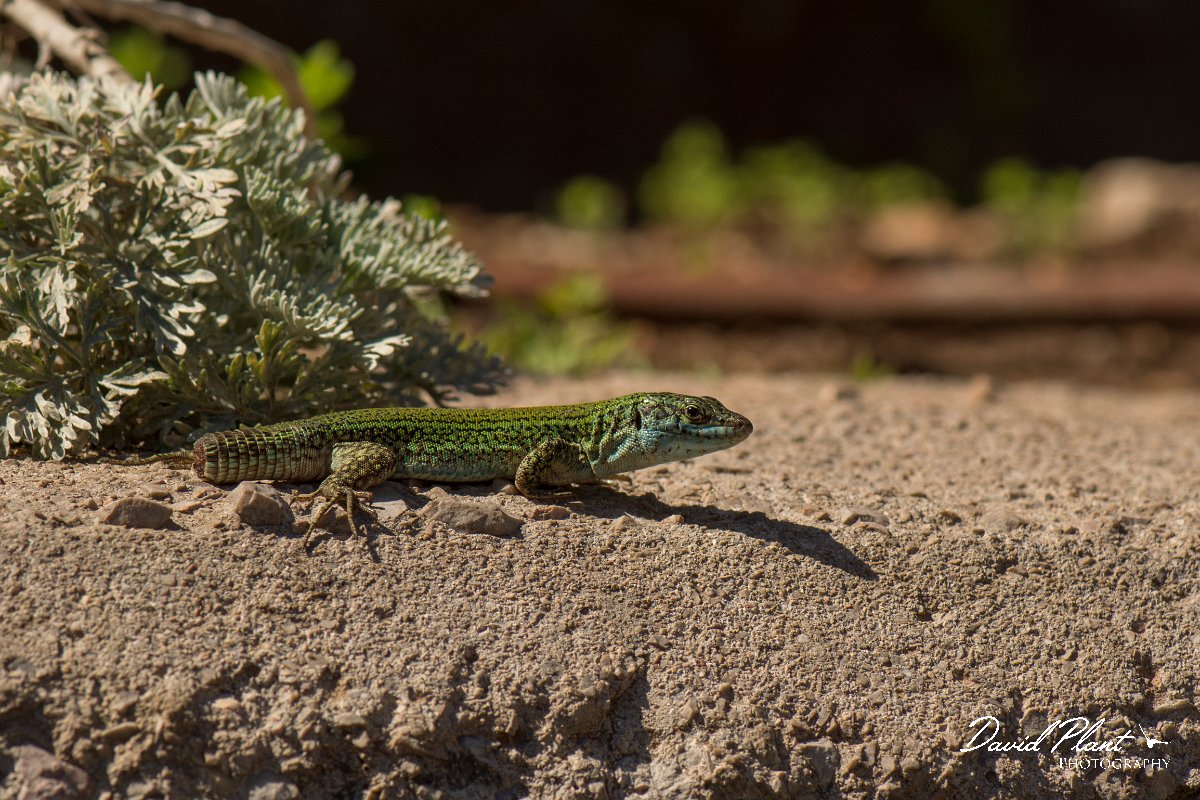 DPPhotography - Mallorca - Ibiza wall lizard - D.jpg - Ibiza wall lizard - Palma Cathedral, Mallorca