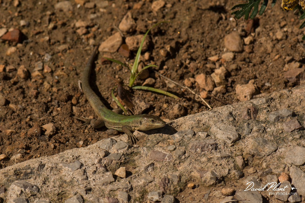 DPPhotography - Mallorca - Ibiza wall lizard - E.jpg - Ibiza wall lizard - Palma Cathedral, Mallorca