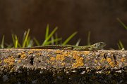 DPPhotography - Mallorca - Ibiza wall lizard - B