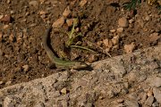 DPPhotography - Mallorca - Ibiza wall lizard - E