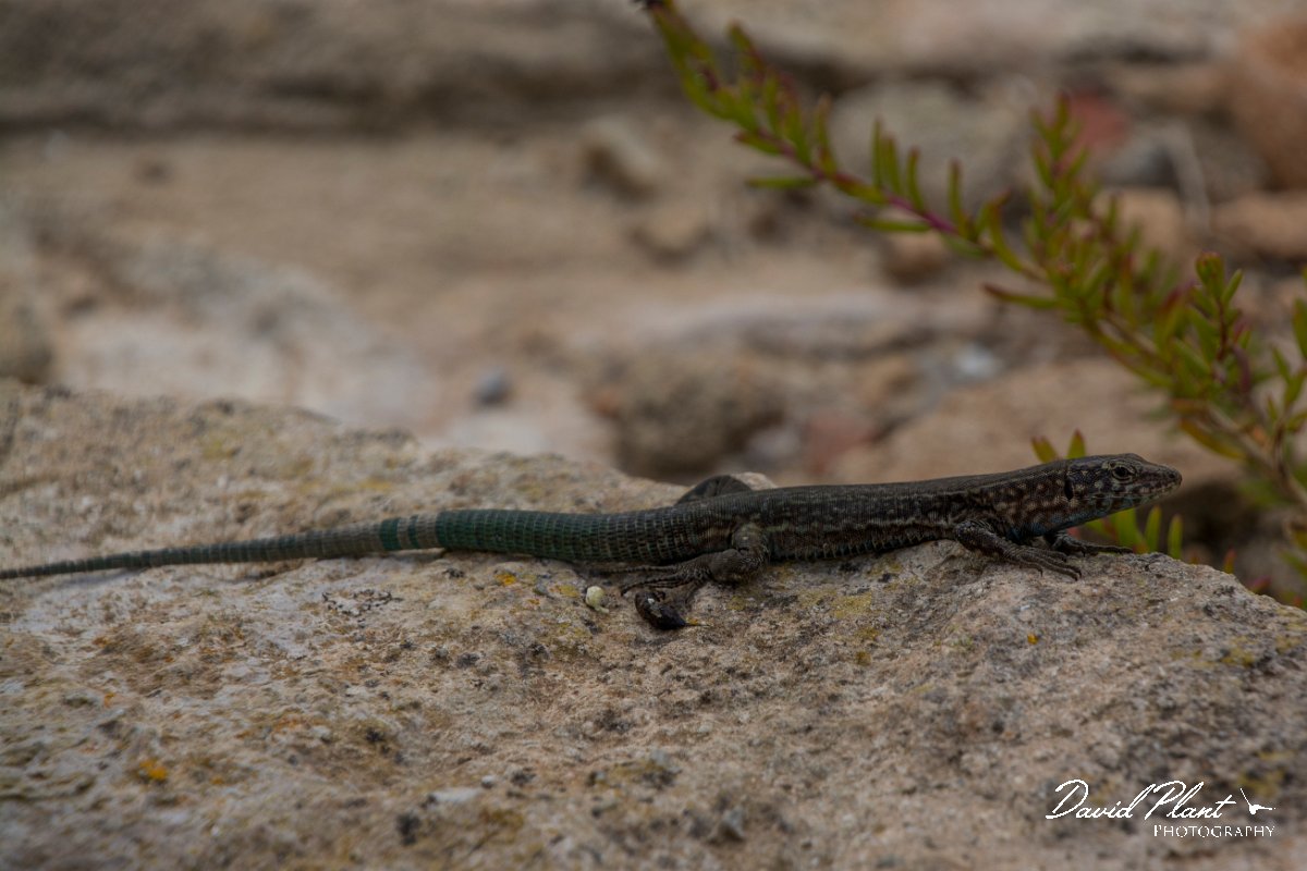 DPPhotography - Mallorca - Italian wall lizard - A.jpg - Italian wall lizard - Colonia Sant Jordi, Mallorca