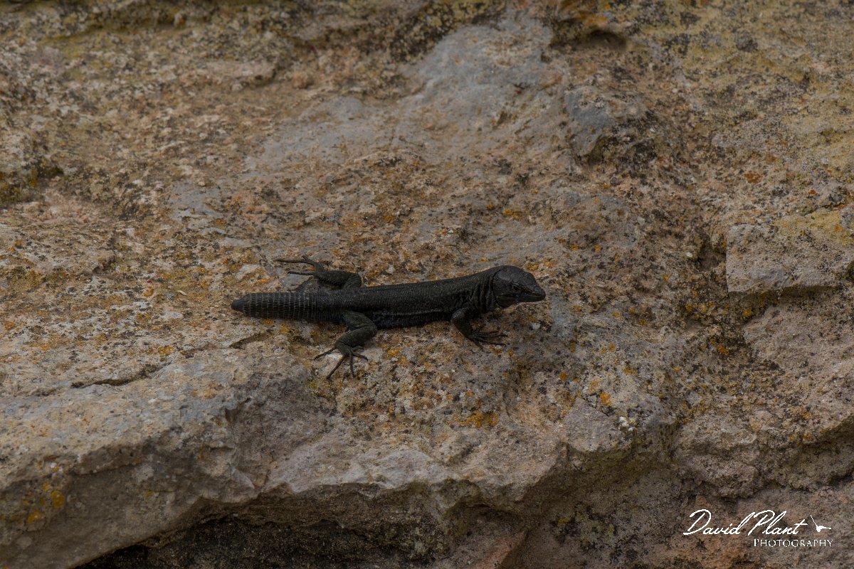 DPPhotography - Mallorca - Italian wall lizard - C.jpg - Italian wall lizard - Colonia Sant Jordi, Mallorca