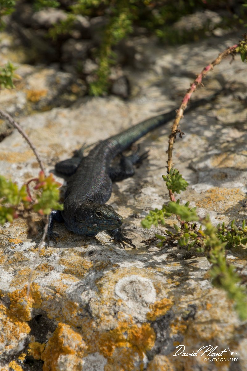 DPPhotography - Mallorca - Italian wall lizard - E.jpg - Italian wall lizard - Colonia Sant Jordi, Mallorca