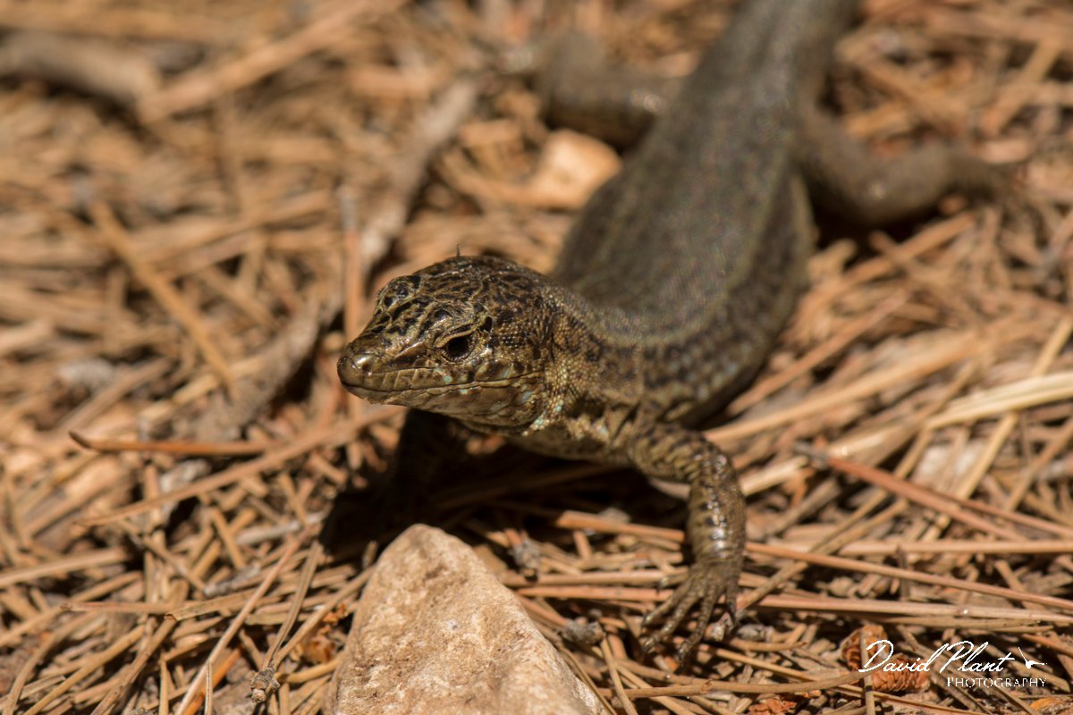 DPPhotography - Mallorca - Lilford's wall lizard gigliolii - D.jpg - Lilford's wall lizard, gigliolii - Sa Dragonera, Mallorca