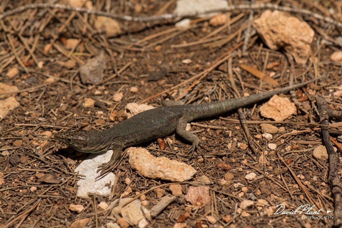 DPPhotography - Mallorca - Lilford's wall lizard gigliolii - F.jpg - Lilford's wall lizard, gigliolii - Sa Dragonera, Mallorca