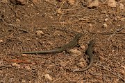 DPPhotography - Mallorca - Lilford's wall lizard gigliolii - C