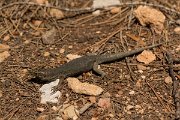 DPPhotography - Mallorca - Lilford's wall lizard gigliolii - F