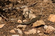 DPPhotography - Mallorca - Lilford's wall lizard gigliolii - G