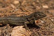 DPPhotography - Mallorca - Lilford's wall lizard gigliolii - H