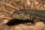 DPPhotography - Mallorca - Lilford's wall lizard gigliolii - I