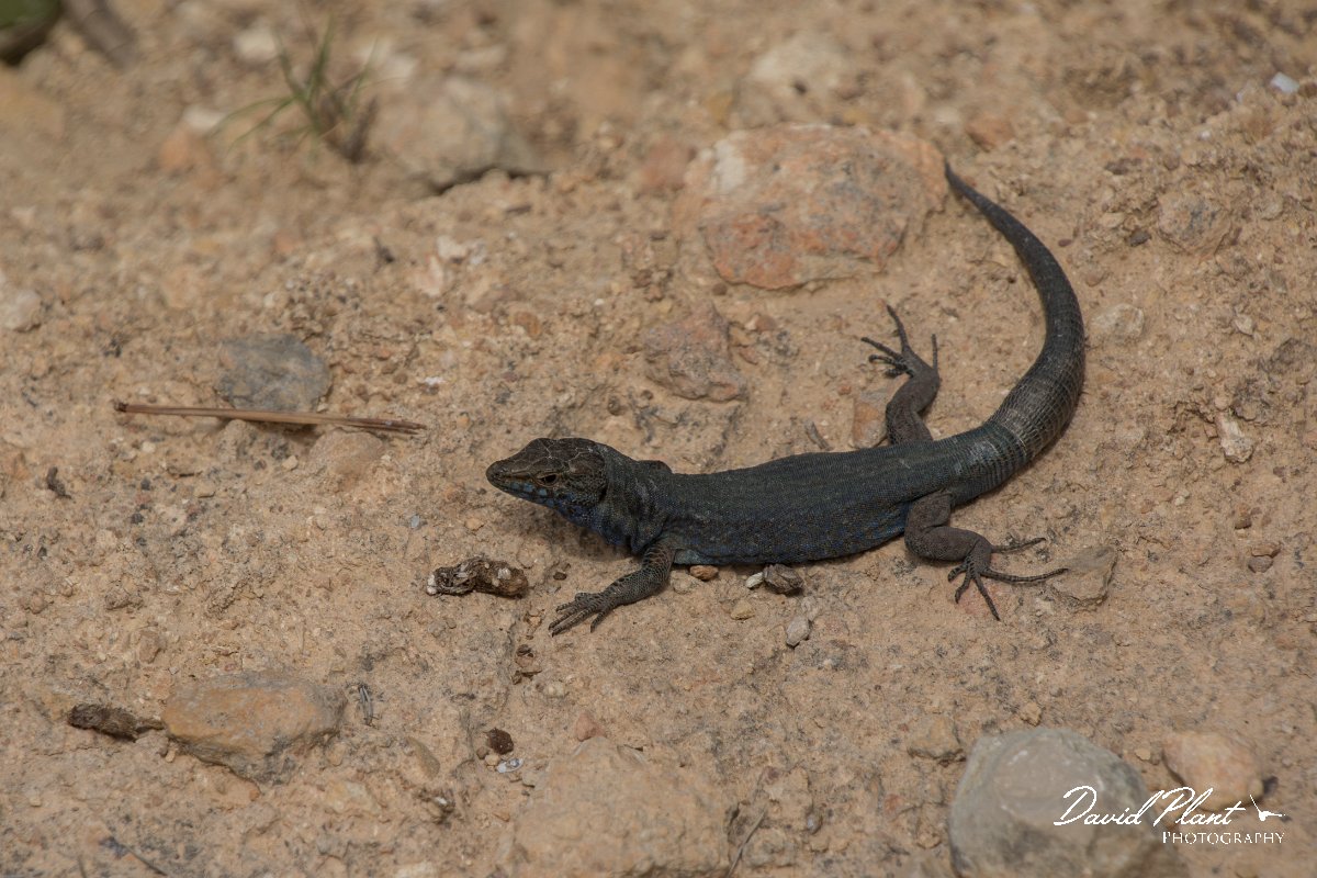 DPPhotography - Mallorca - Lilford's wall lizard kuligae - B.jpg - Lilford's wall lizard, kuligae - Cabrera, Mallorca