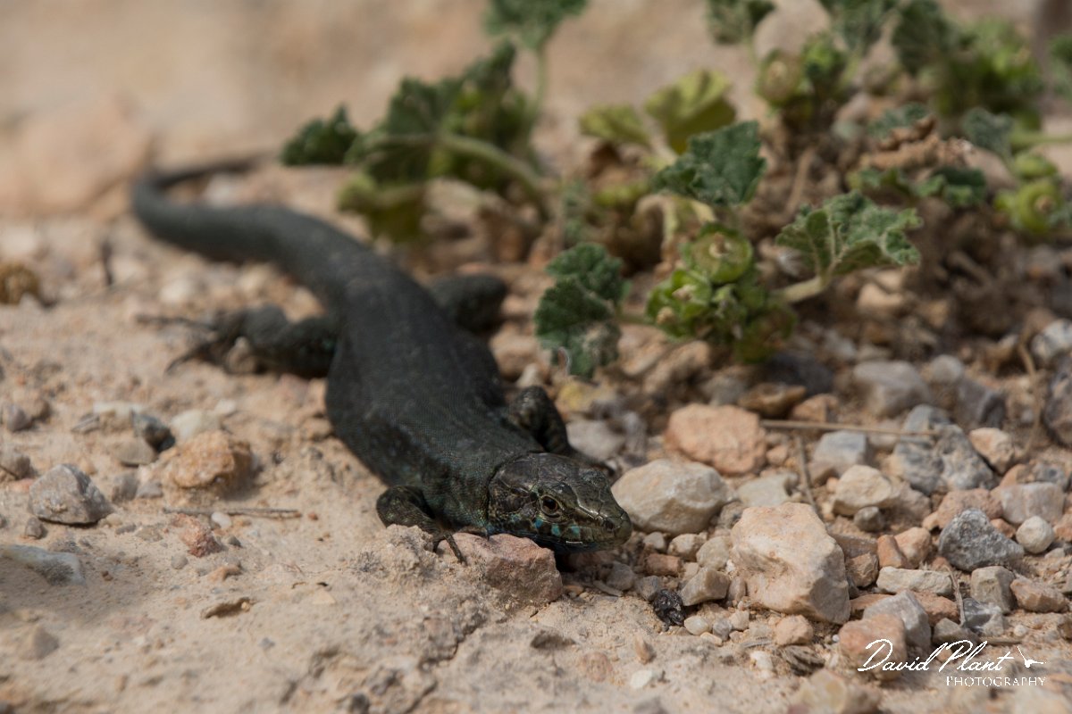 DPPhotography - Mallorca - Lilford's wall lizard kuligae - C.jpg - Lilford's wall lizard, kuligae - Cabrera, Mallorca