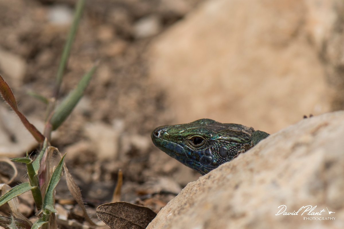 DPPhotography - Mallorca - Lilford's wall lizard kuligae - E.jpg - Lilford's wall lizard, kuligae - Cabrera, Mallorca