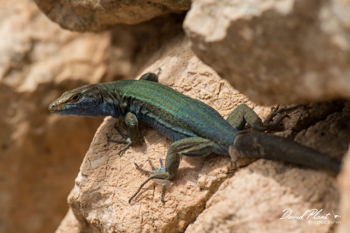 DPPhotography - Mallorca - Lilford's wall lizard kuligae - G.jpg - Lilford's wall lizard, kuligae - Cabrera, Mallorca