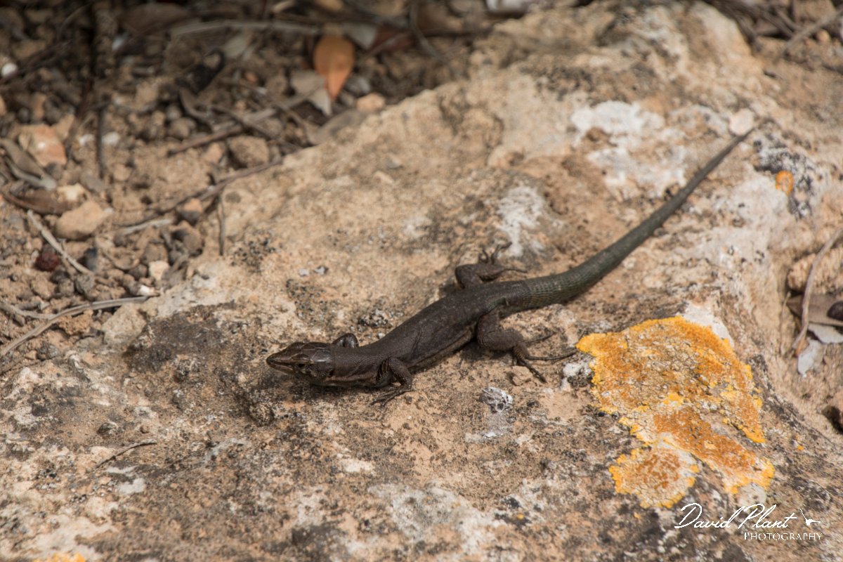 DPPhotography - Mallorca - Lilford's wall lizard kuligae - H.jpg - Lilford's wall lizard, kuligae - Cabrera, Mallorca