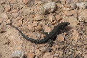 DPPhotography - Mallorca - Lilford's wall lizard kuligae - A