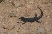 DPPhotography - Mallorca - Lilford's wall lizard kuligae - B