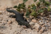 DPPhotography - Mallorca - Lilford's wall lizard kuligae - C