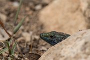 DPPhotography - Mallorca - Lilford's wall lizard kuligae - E