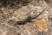 DPPhotography - Mallorca - Lilford's wall lizard kuligae - H