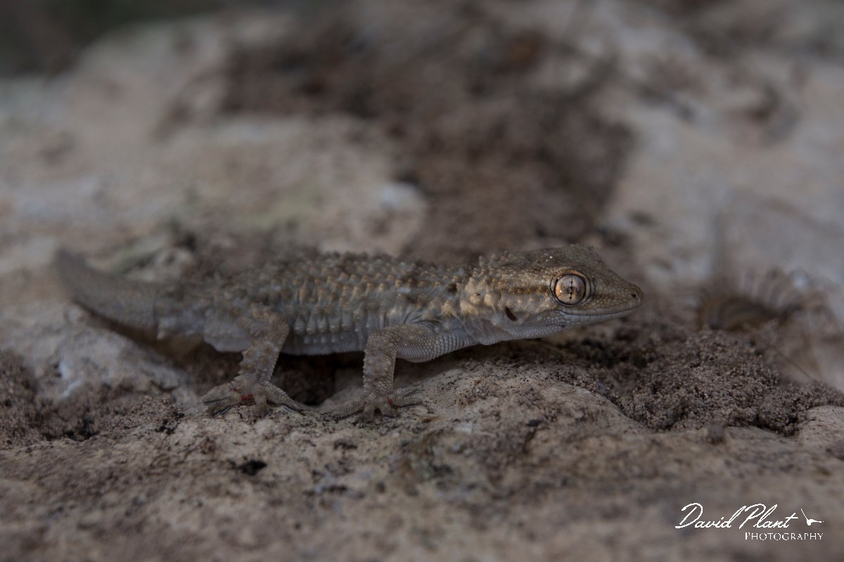 DPPhotography - Mallorca - Moorish gecko - A.jpg - Moorish gecko - Cap de Cala Figuera, Mallorca