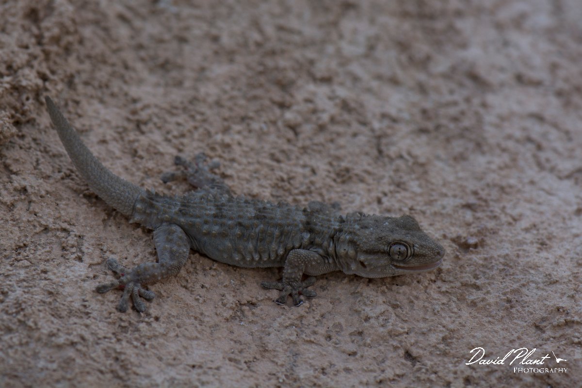 DPPhotography - Mallorca - Moorish gecko - D.jpg - Moorish gecko - Cap de Cala Figuera, Mallorca