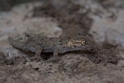 DPPhotography - Mallorca - Moorish gecko - A