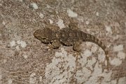 DPPhotography - Mallorca - Moorish gecko - F