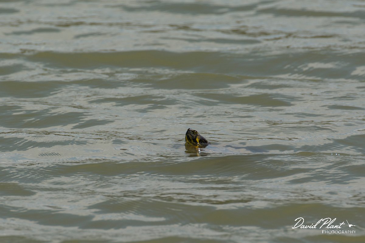 DPPhotography - Mallorca - Red-eared slilder - A.jpg - Red-eared slider - s'Albufera, Mallorca