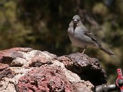 David Plant Photography - Wildlife Photographer - Blue chaffinch - female